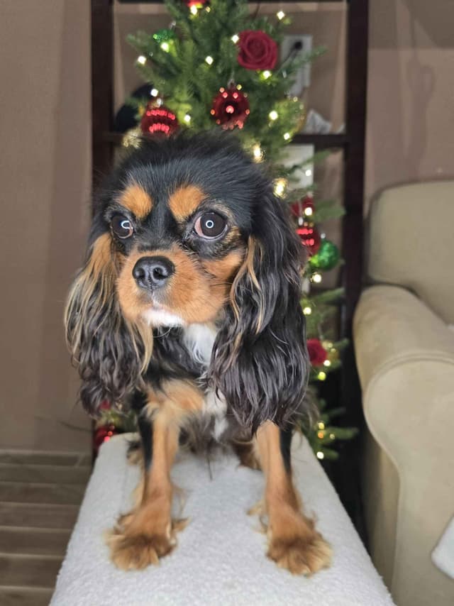 Cavalier King Charles Spaniel media 10