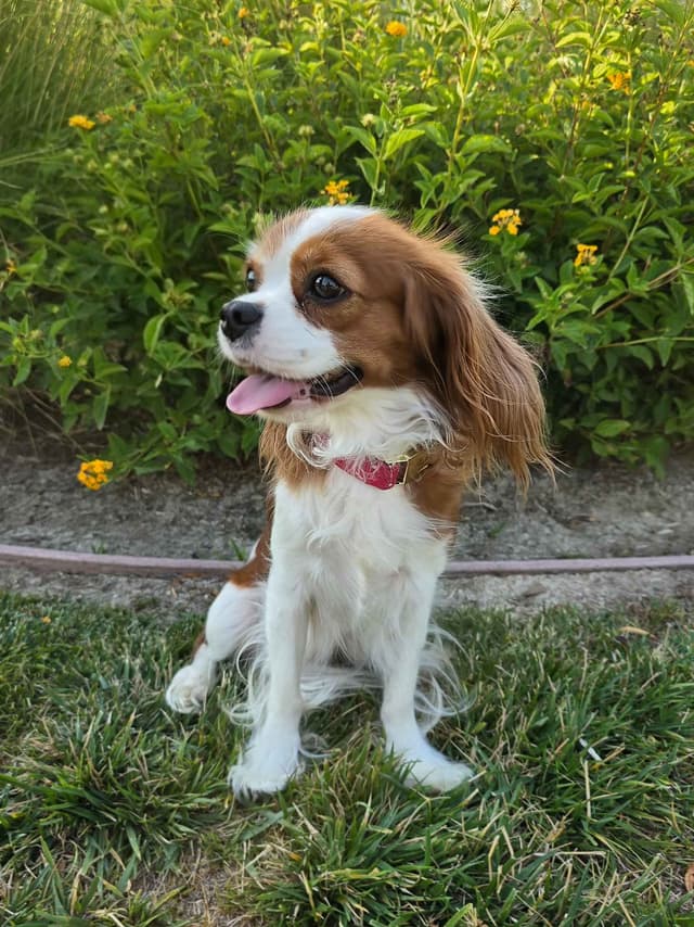 Cavalier King Charles Spaniel media 11