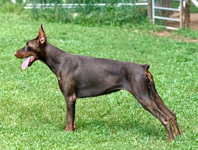 European Doberman Pinscher Puppies media 3