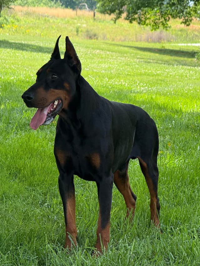 European Doberman Pinscher Puppies media 2