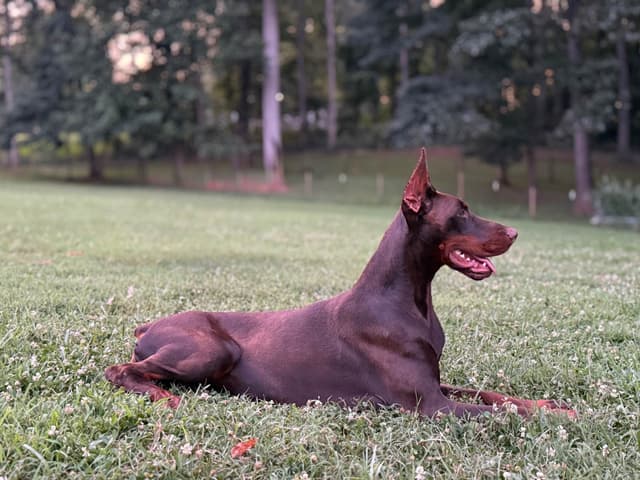 European Doberman Pinscher Puppies media 4