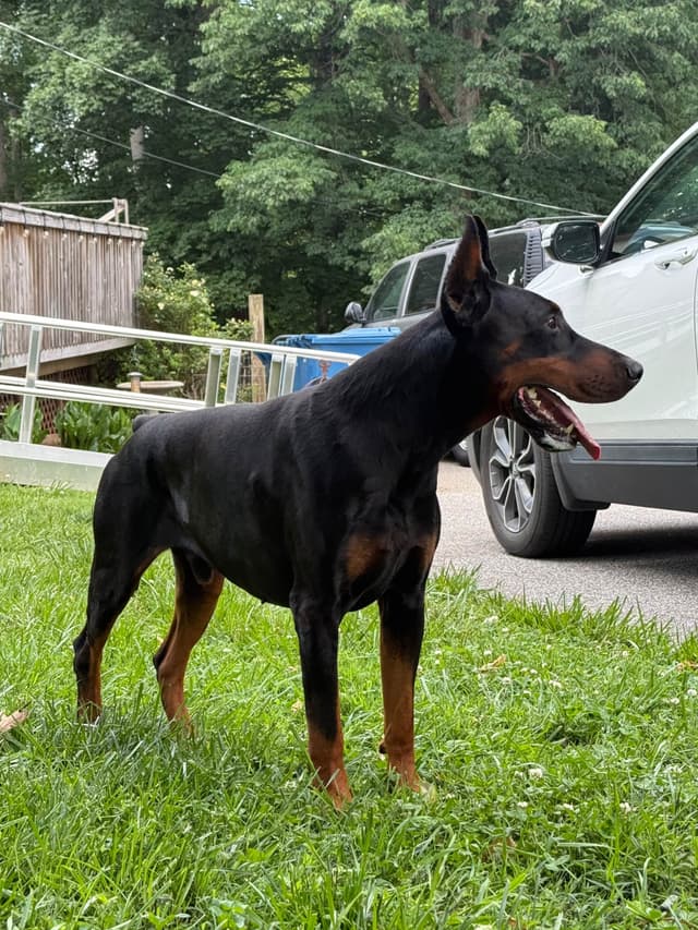 European Doberman Pinscher Puppies media 5