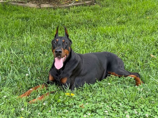 European Doberman Pinscher Puppies media 6