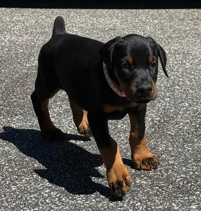 European Doberman Pinscher Puppies media 8