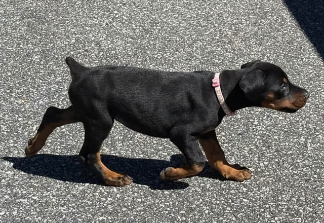 European Doberman Pinscher Puppies media 10
