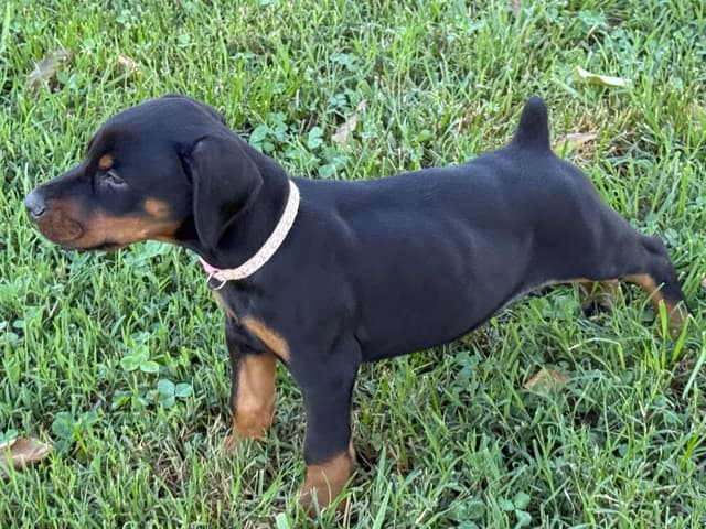 European Doberman Pinscher Puppies media 11