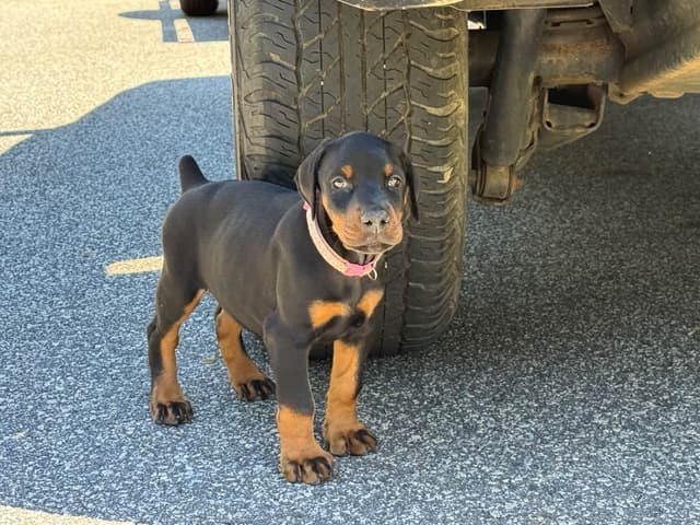 European Doberman Pinscher Puppies media 12