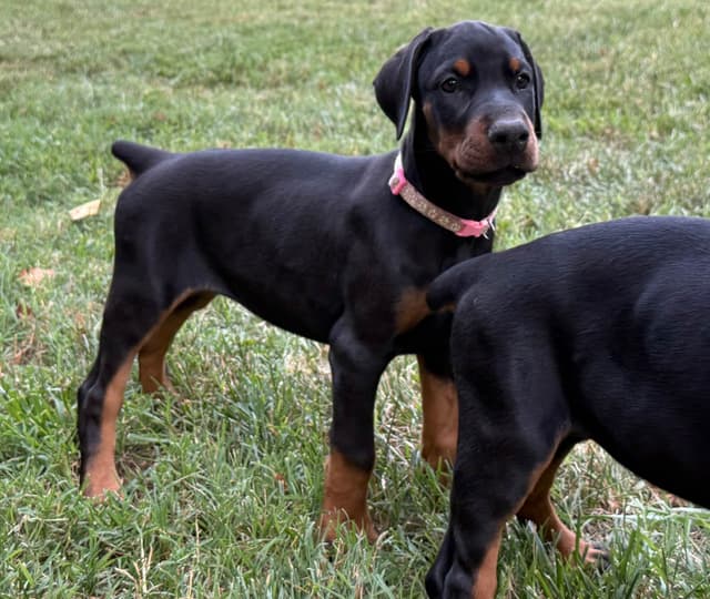 European Doberman Pinscher Puppies media 13