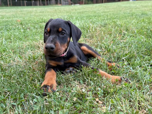 European Doberman Pinscher Puppies media 16