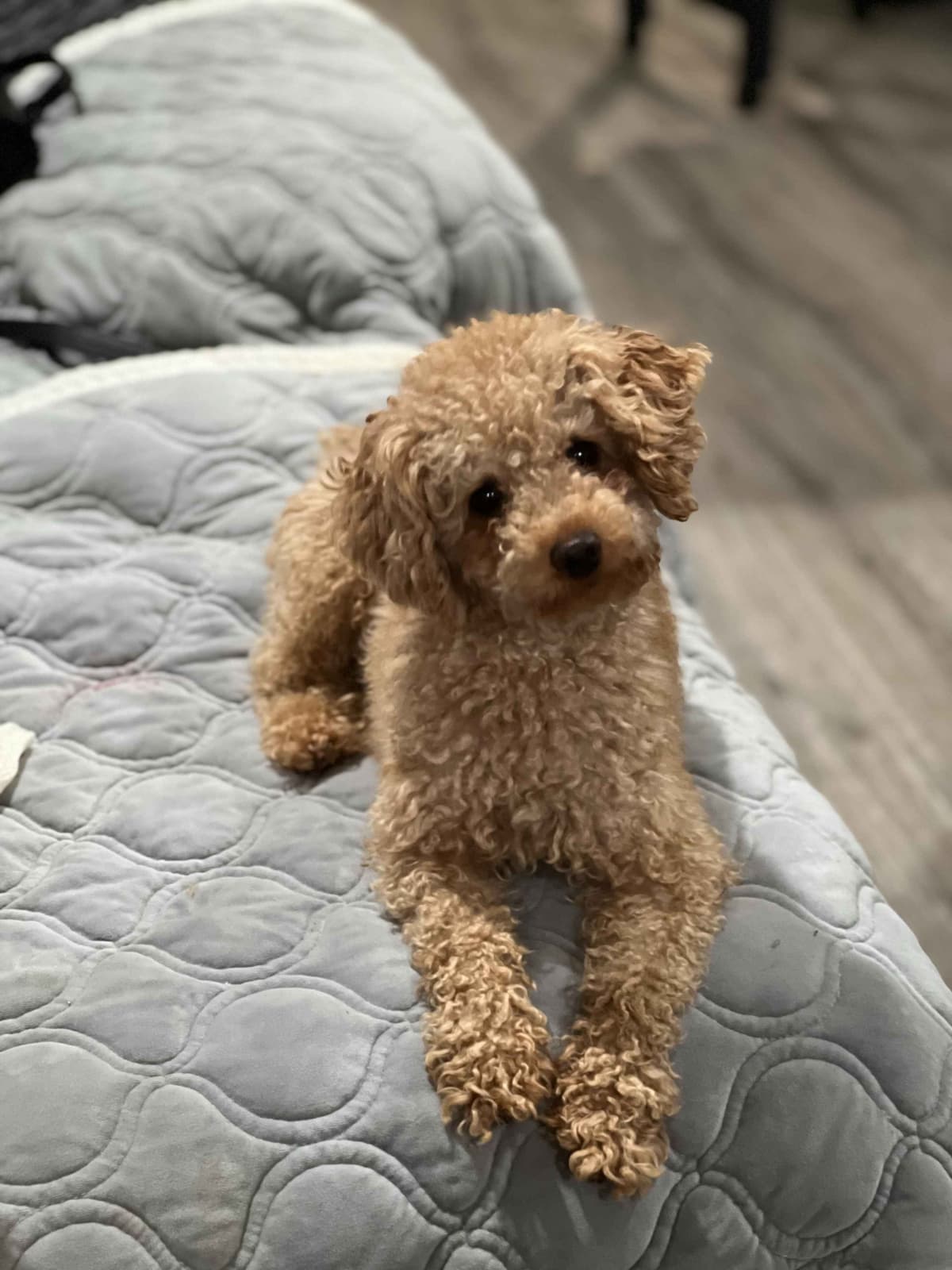 A Poodle Paws-tale Adventure breeder image 1