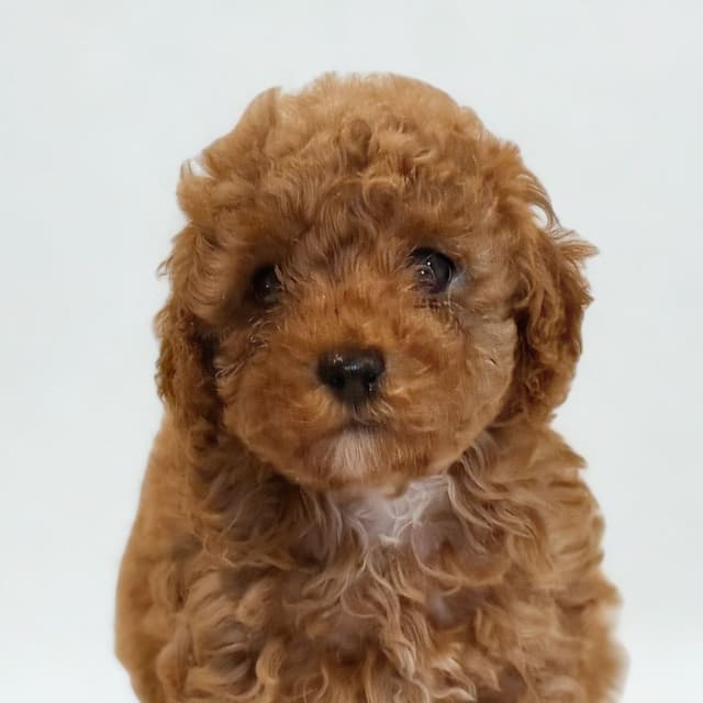 adorable, fluffy poodle babies media 2