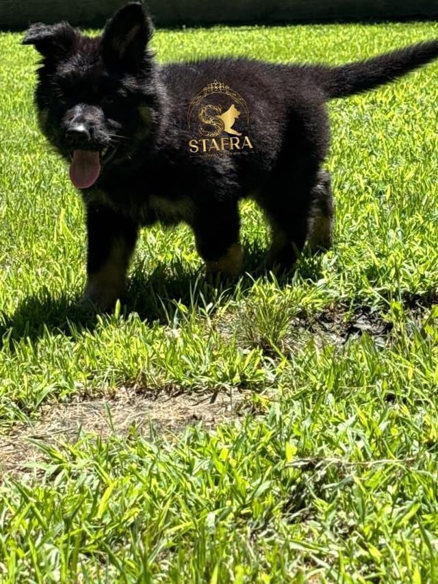 German Shepherd Dog Puppies media 2