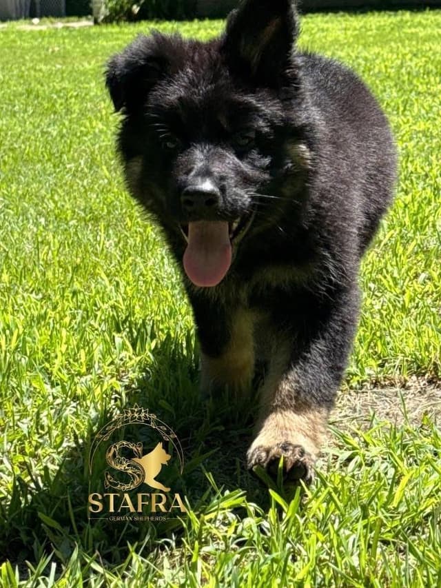 German Shepherd Dog Puppies media 3