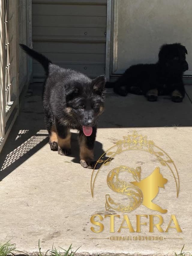 German Shepherd Dog Puppies media 4
