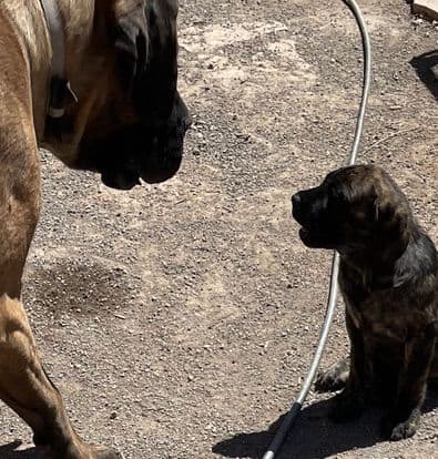 Mastiff Puppies breeder image 2