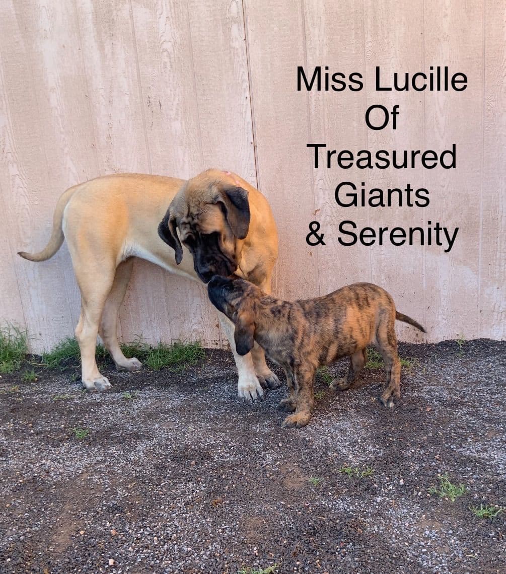 Mastiff Puppies breeder image 3