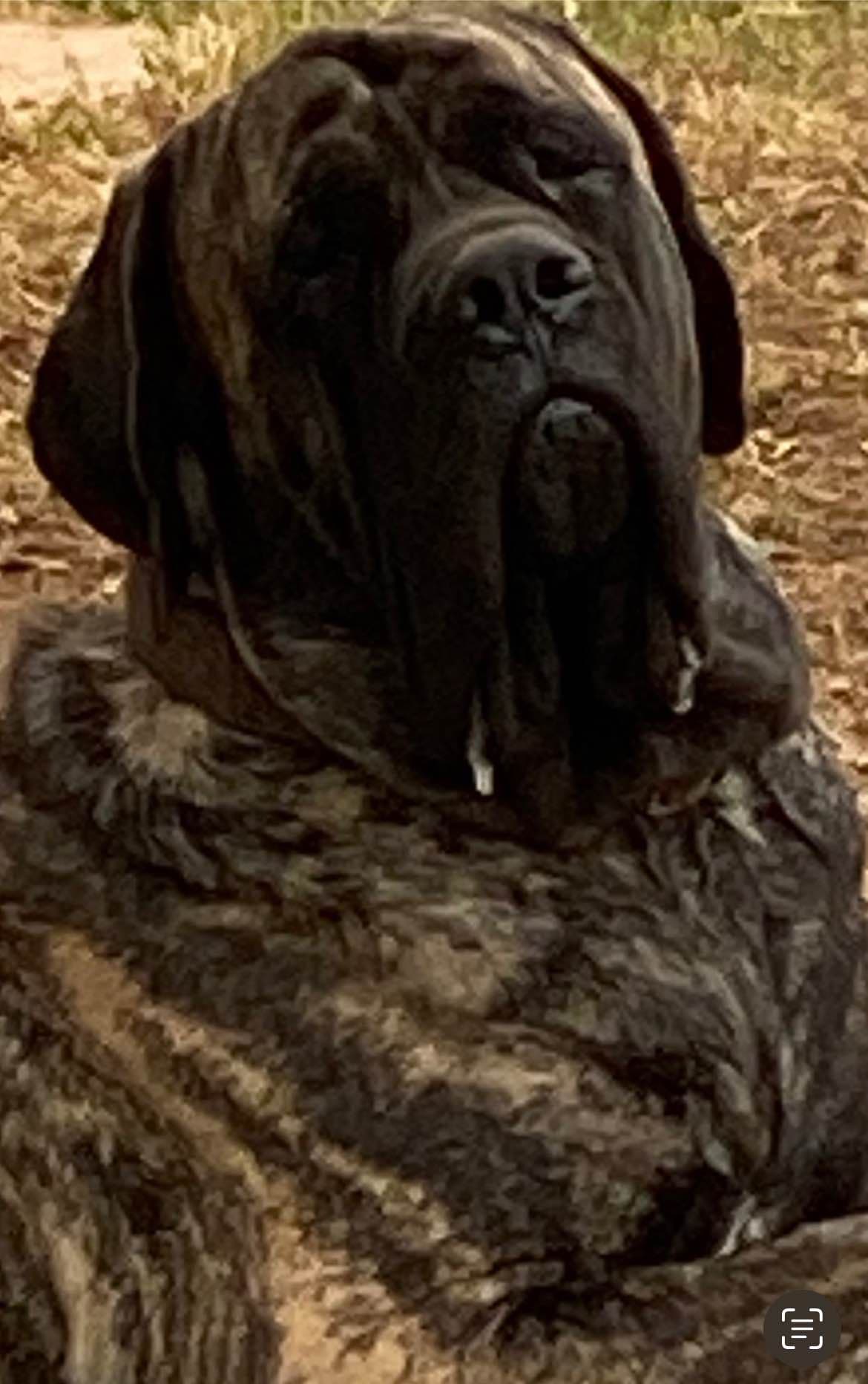 Mastiff Puppies breeder image 5