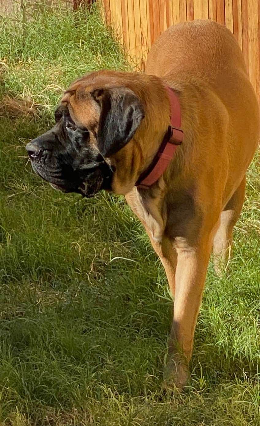 Mastiff Puppies breeder image 6