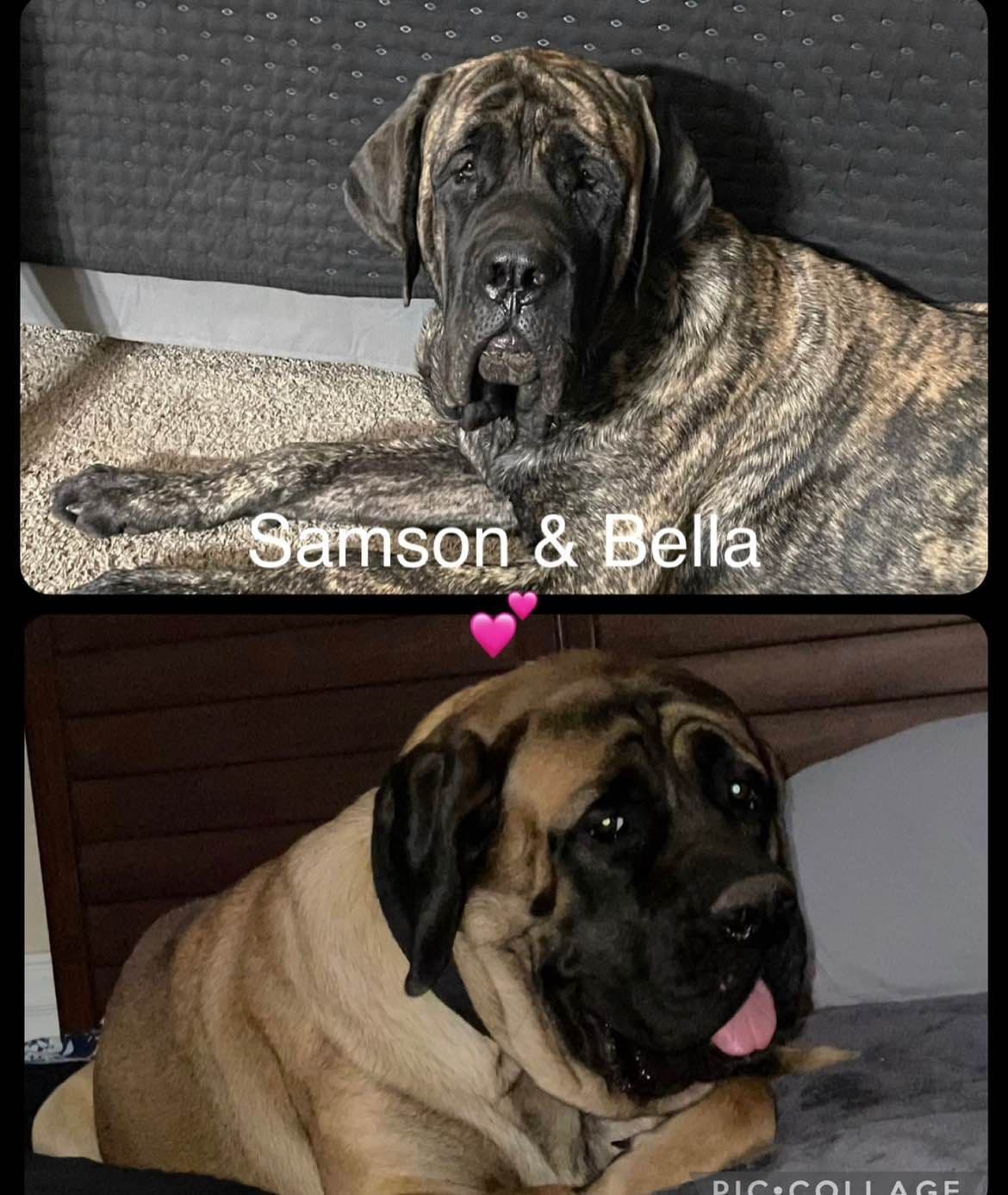 Mastiff Puppies breeder image 7