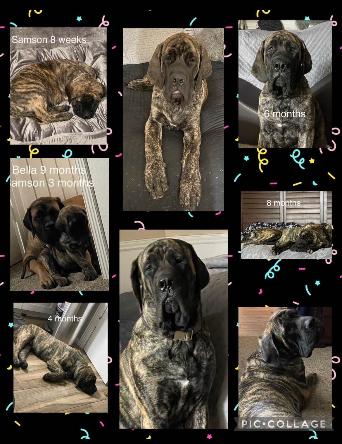 Mastiff Puppies breeder image 8