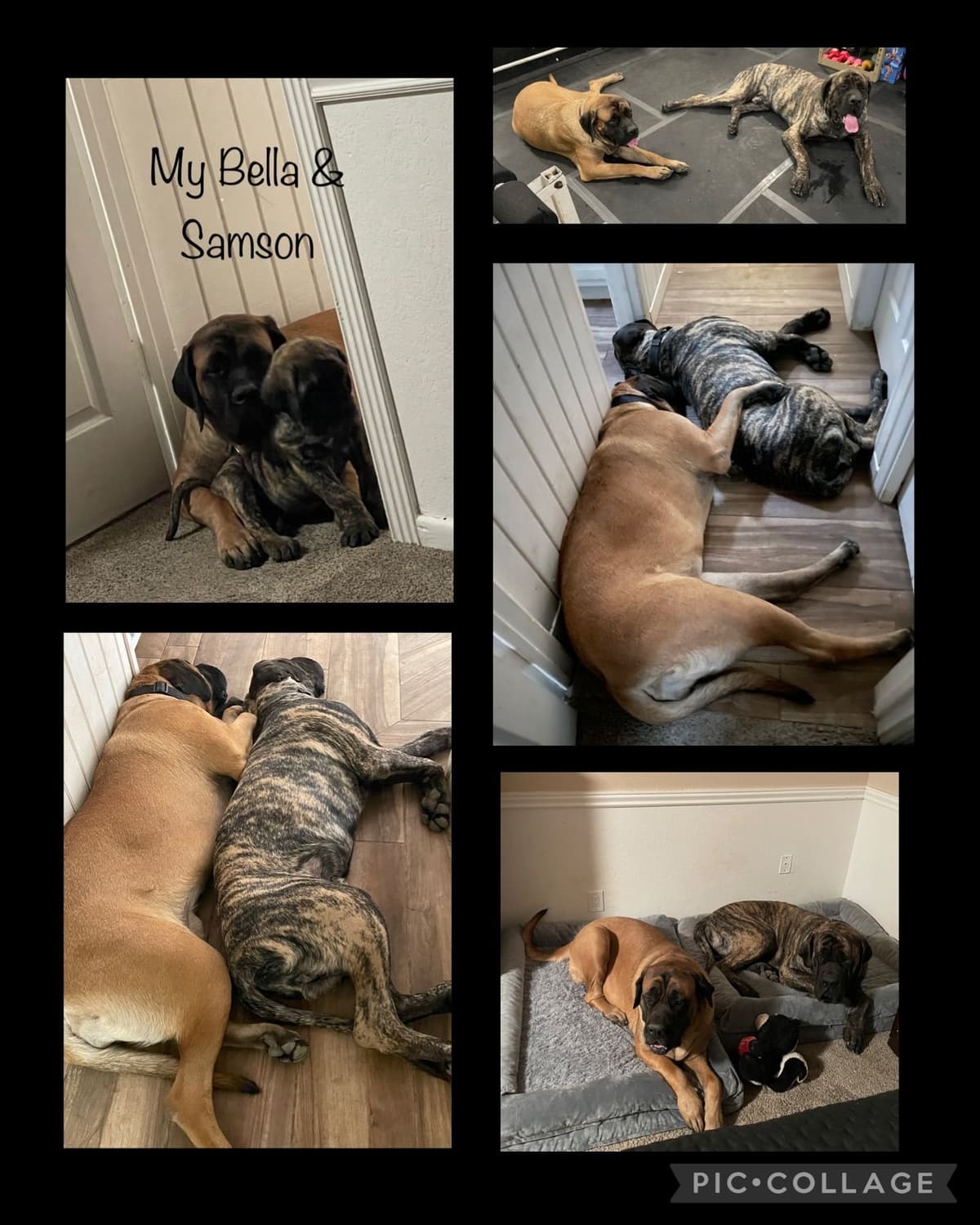 Mastiff Puppies breeder image 9