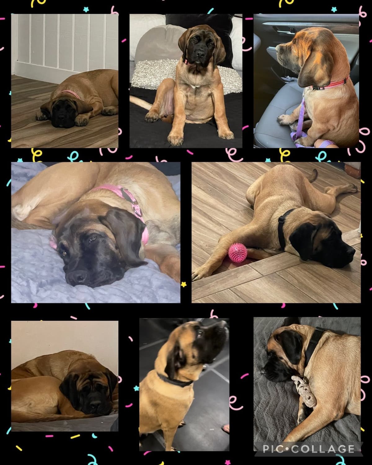 Mastiff Puppies breeder image 10