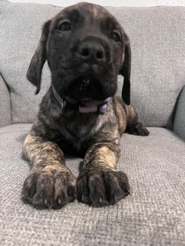 Mastiff Puppies media 4