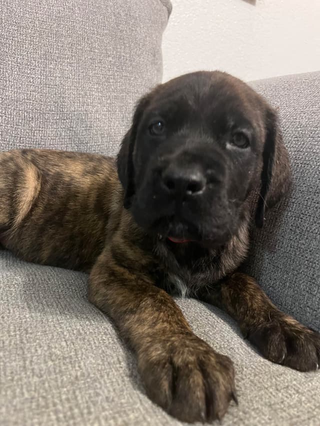 Mastiff Puppies media 5