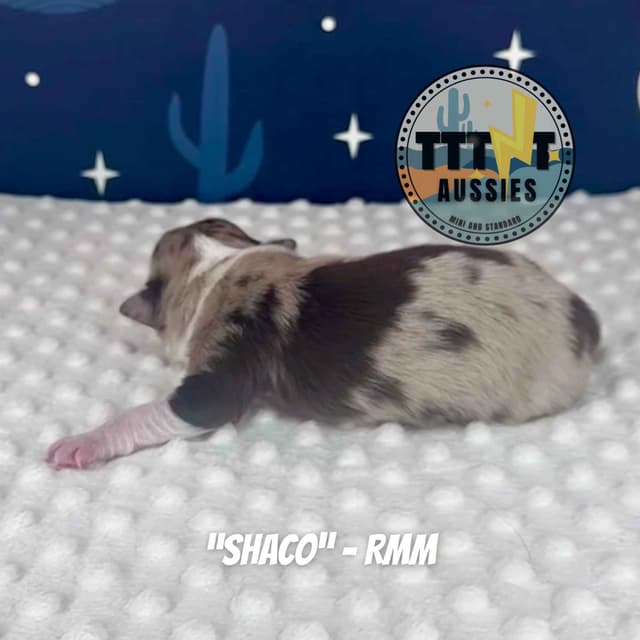 Australian Shepherd Puppies media 2