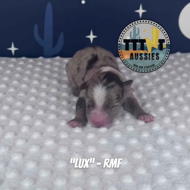 Australian Shepherd Puppies media 3