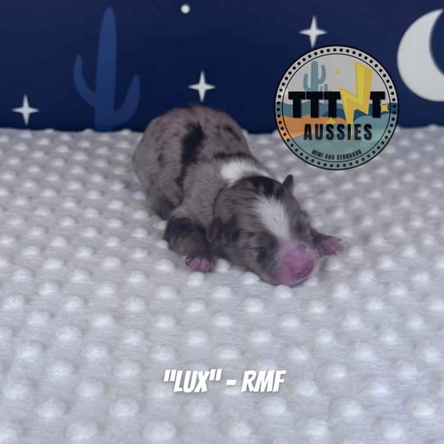 Australian Shepherd Puppies media 4