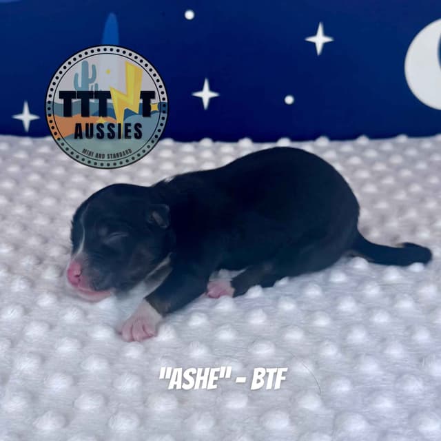 Australian Shepherd Puppies media 6