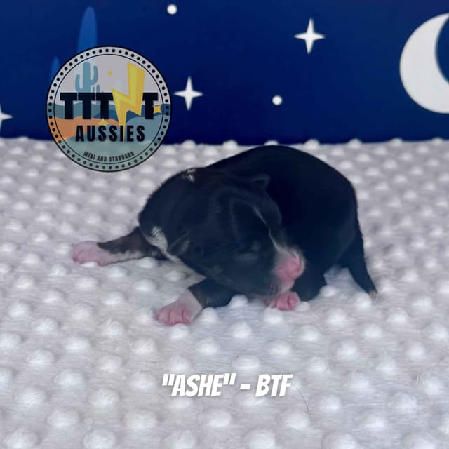 Australian Shepherd Puppies media 7
