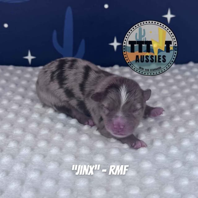 Australian Shepherd Puppies media 8
