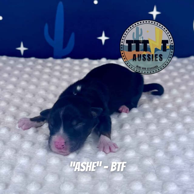 Australian Shepherd Puppies media 9