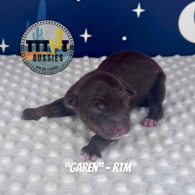 Australian Shepherd Puppies media 11