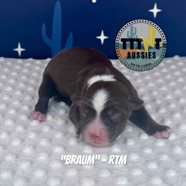 Australian Shepherd Puppies media 13