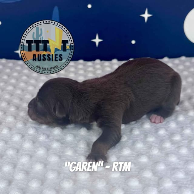 Australian Shepherd Puppies media 14