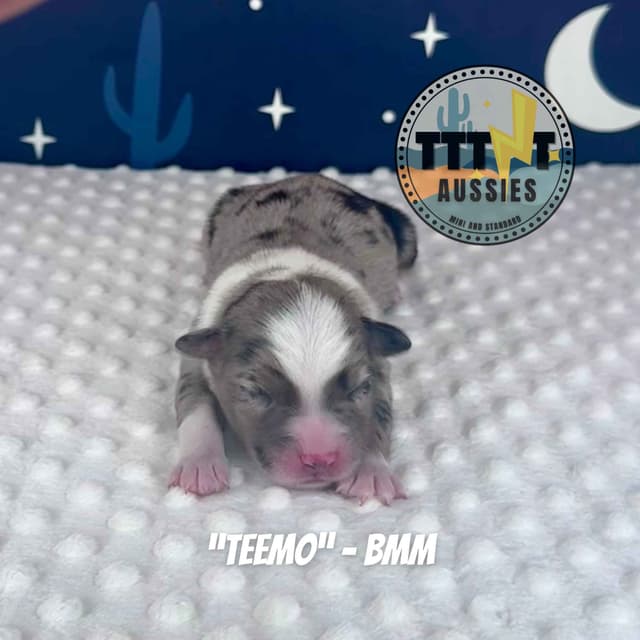 Australian Shepherd Puppies media 15