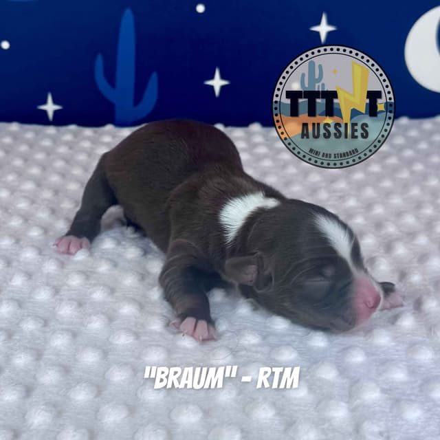 Australian Shepherd Puppies media 16