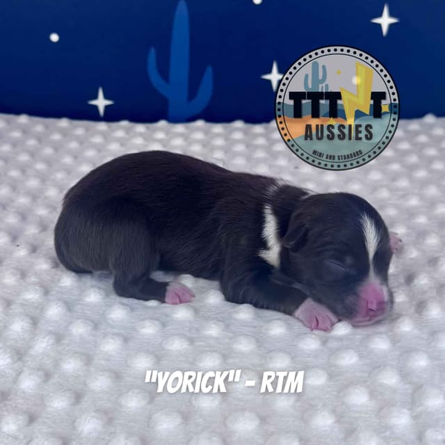 Australian Shepherd Puppies media 17