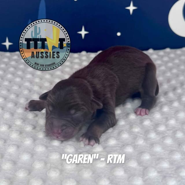 Australian Shepherd Puppies media 19