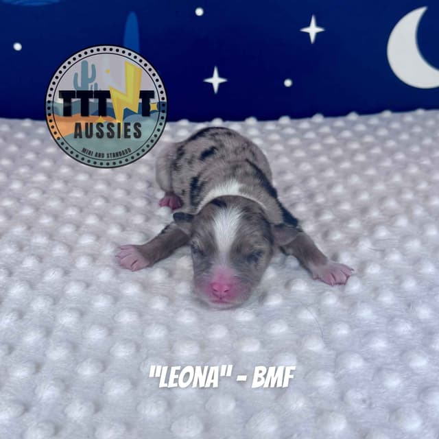 Australian Shepherd Puppies media 20