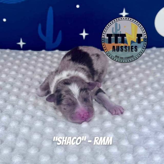 Australian Shepherd Puppies media 21