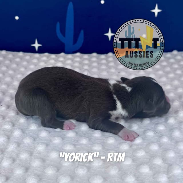 Australian Shepherd Puppies media 22