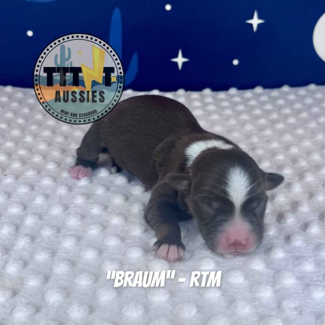 Australian Shepherd Puppies media 23