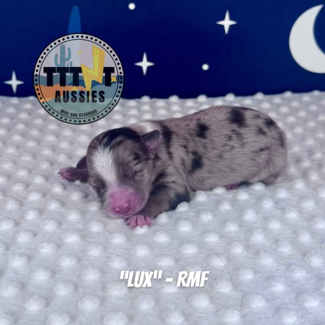 Australian Shepherd Puppies media 24