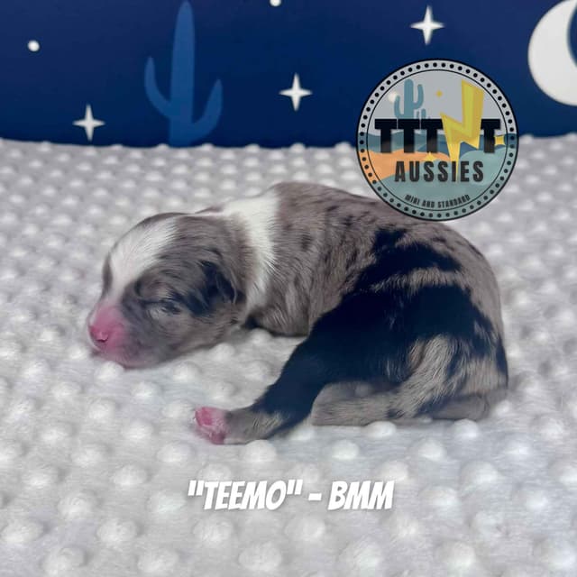 Australian Shepherd Puppies media 25