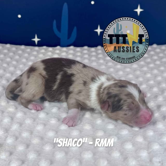 Australian Shepherd Puppies media 26