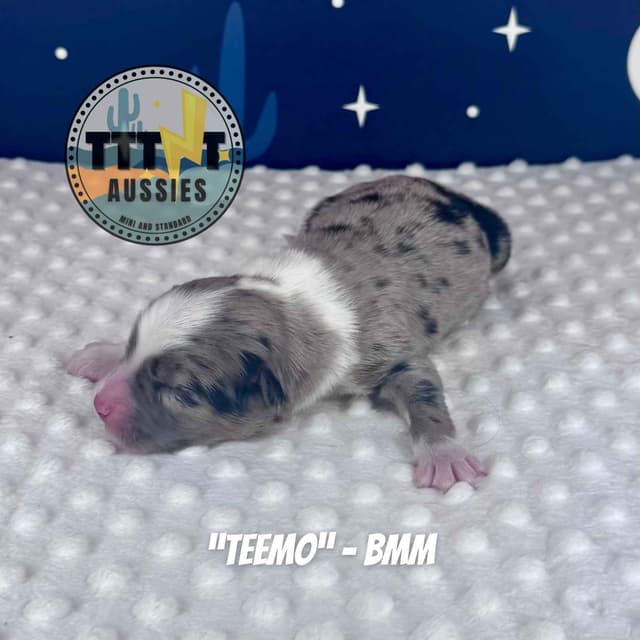 Australian Shepherd Puppies media 27